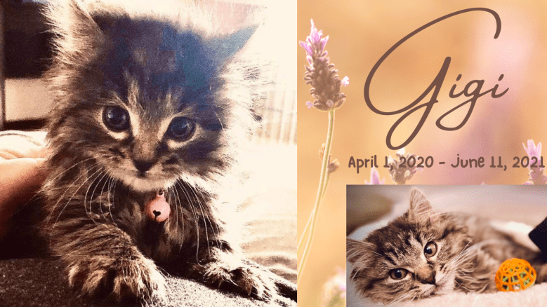 A Little Cat named Gigi                                                            (by Ashley R.&nbsp;Smith)